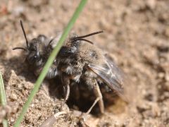 Andrena vaga